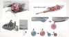 Takom 48001 Henschel Hs 129 B-2 w/ Interior + Bonus (Clear Parts) 1/48